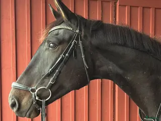 hästar 5 årig dressyrvalack - Annons 2