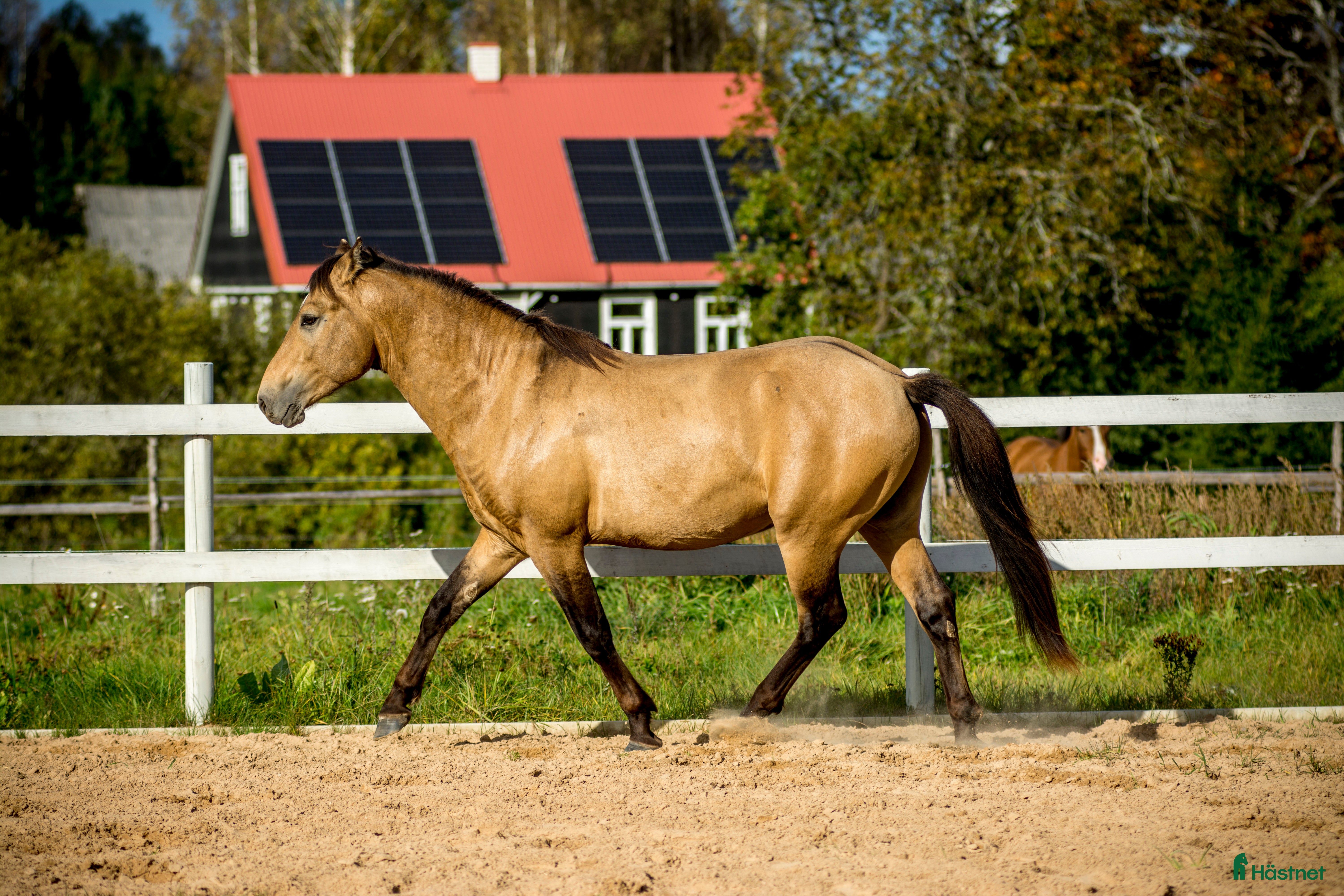  hästar Guldfärgad D-ponny med fri transport inom Sverige i Helsingfors - Annons 15