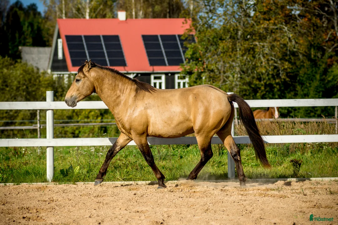 Allround hästar till salu: Guldfärgad D-ponny med fri transport inom Sverige i Helsingfors - Annons 1