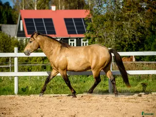 hästar Guldfärgad D-ponny med fri transport inom Sverige i Helsingfors - Annons 10