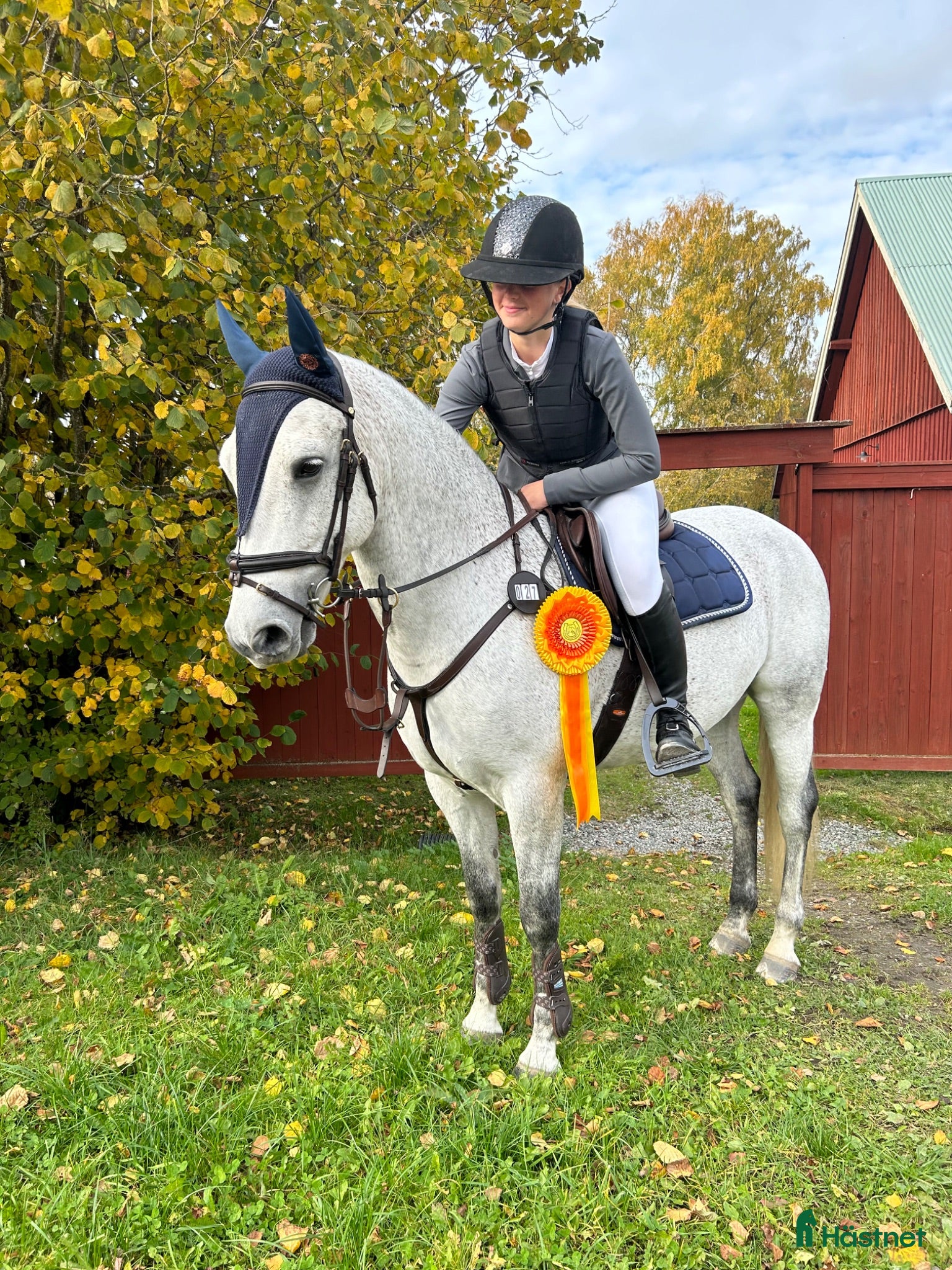 Hoppning hästar till salu: Maxad D-ponny  - Annons 1