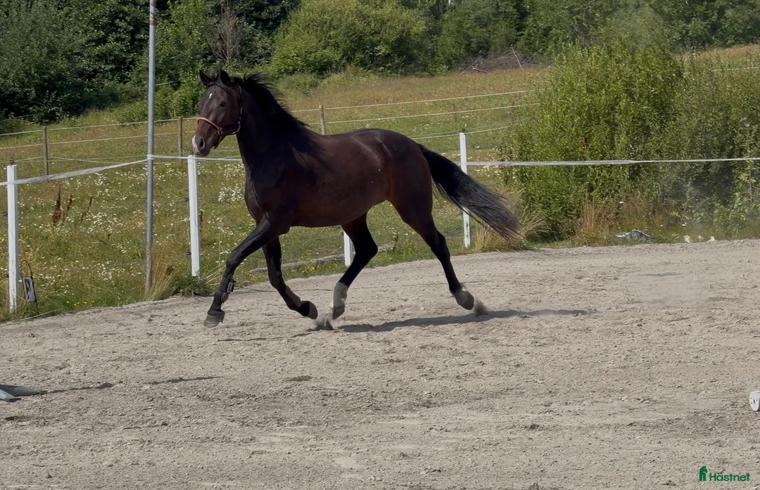 Allround hästar till salu: Britney! - Annons 3