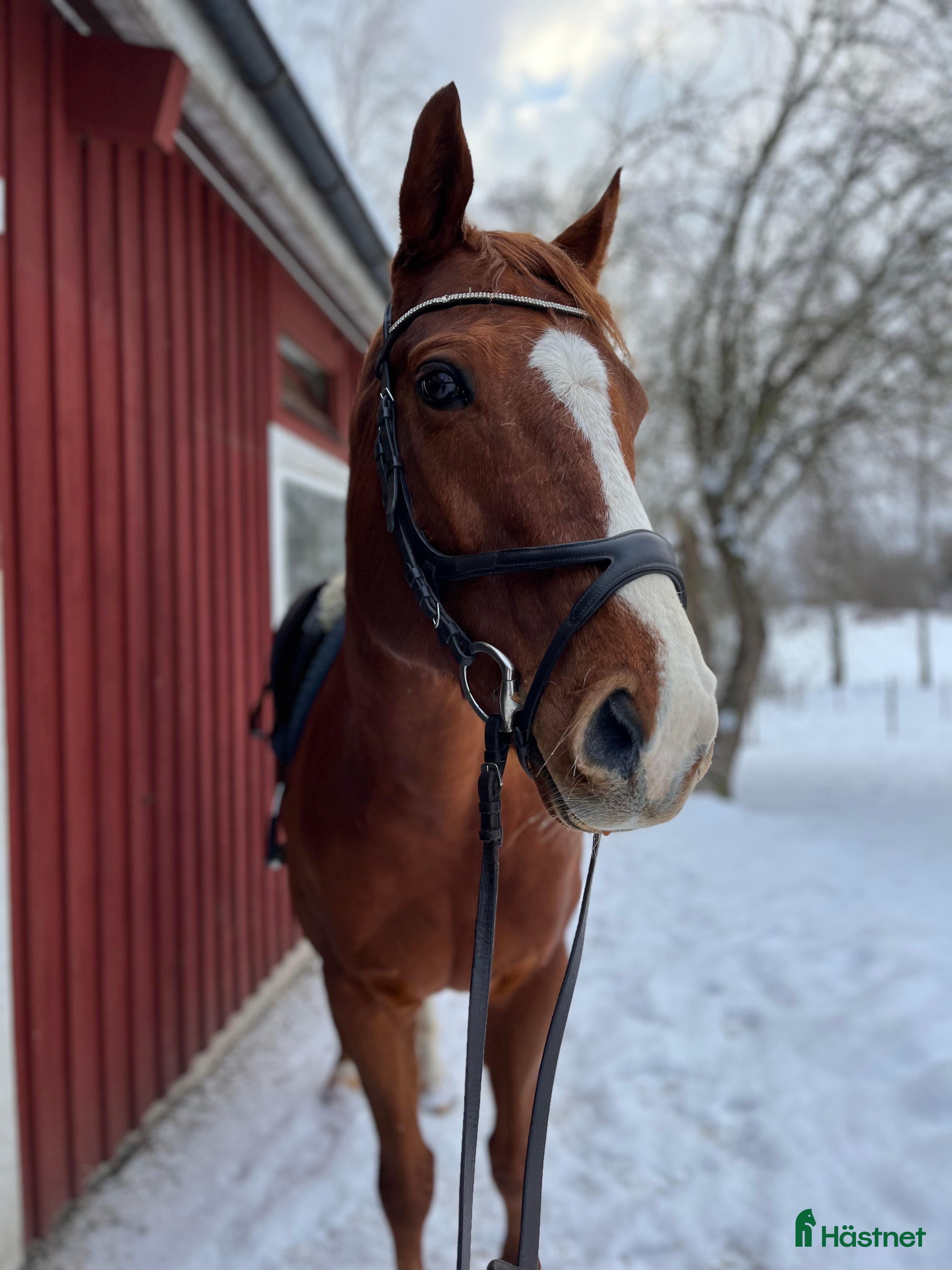  hästar Trevlig och personlig valack - Annons 2
