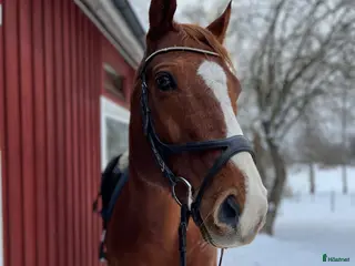 hästar Trevlig och personlig valack - Annons 2