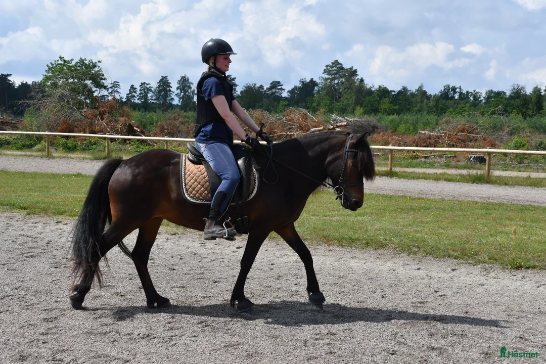 Island hästar till salu: Femgångssto för fritidsryttare. - Annons 2