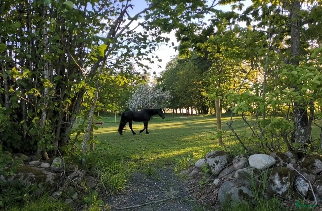  stallplats finnes: Stallplats i Askeröd  i Hörby - Bild 4