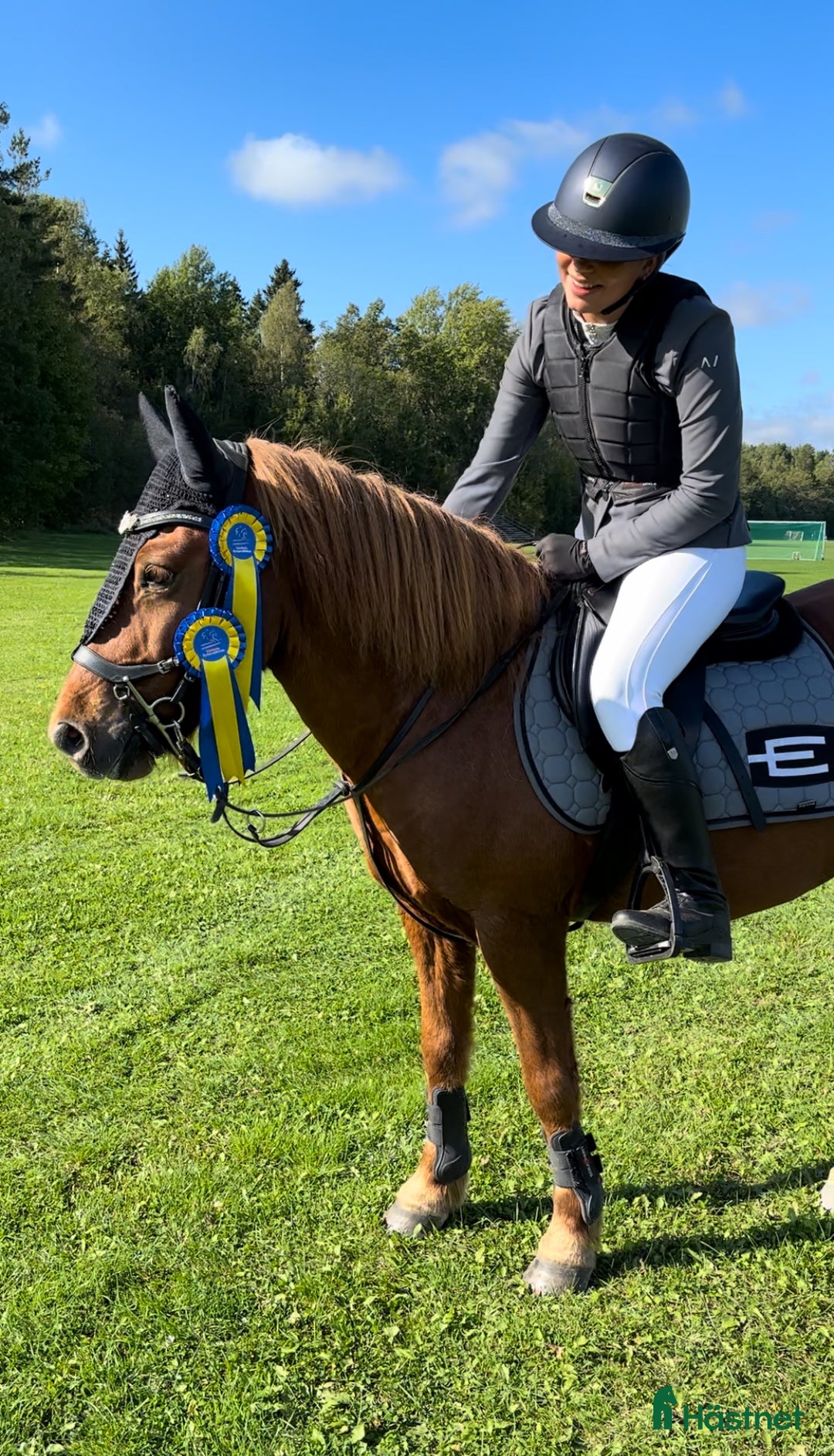 Allround hästar till salu: Arre söker ny kompis för nya äventyr! i Västerås - Annons 3