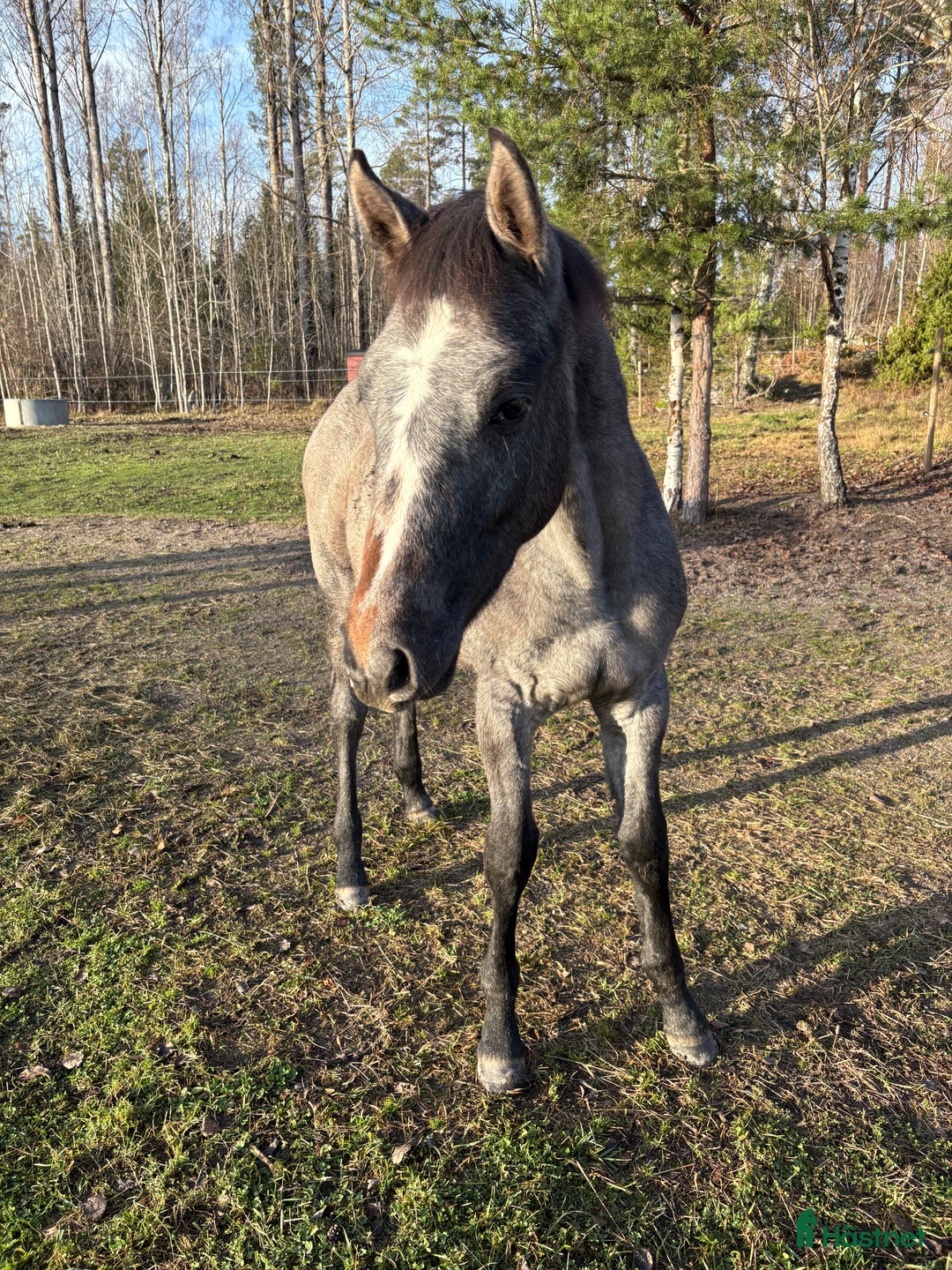 Hoppning hästar till salu: Hingstföl e: Untouchable från starkt möderne i Eskilstuna - Annons 3