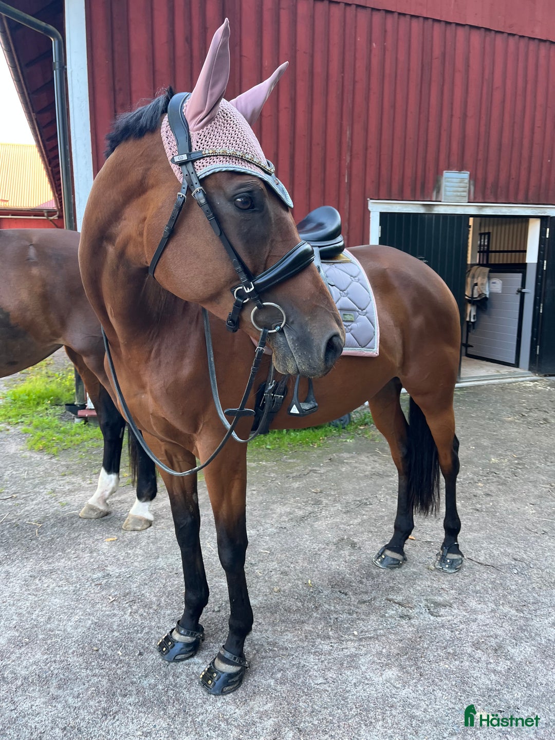 Allround hästar till salu: Super snäll tjej i Kil - Annons 1