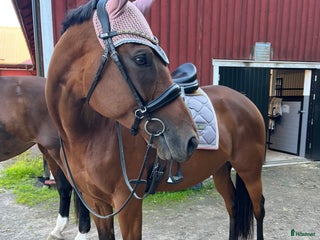 hästar Super snäll tjej i Kil - Annons 11