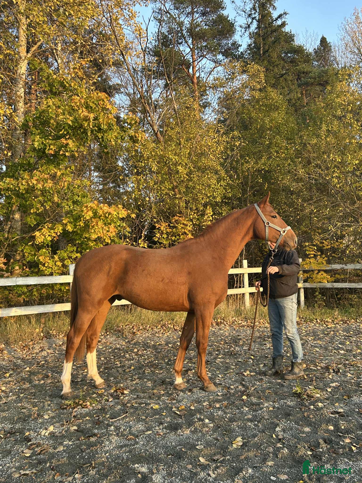 Hoppning hästar till salu: Valack e. El Barone i Norrtälje - Annons 1