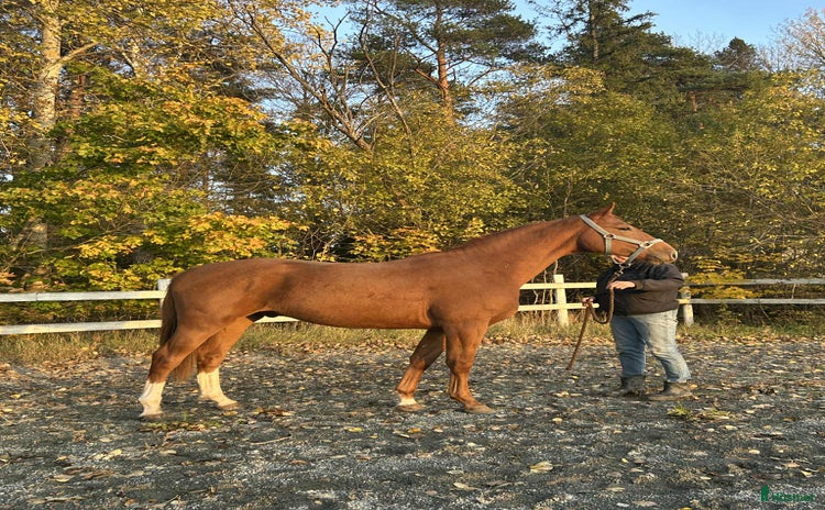  hästar i Norrtälje - Annons 3