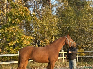 hästar Valack e. El Barone i Norrtälje - Annons 7