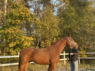 hästar Valack e. El Barone i Norrtälje - Annons 14