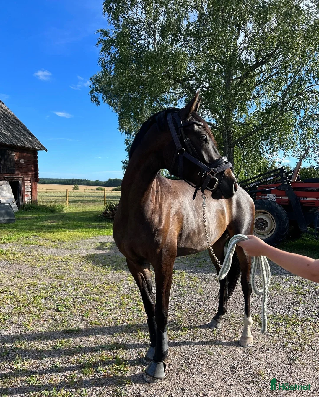 Allround hästar till salu: Perfekt juniorhäst - Annons 1