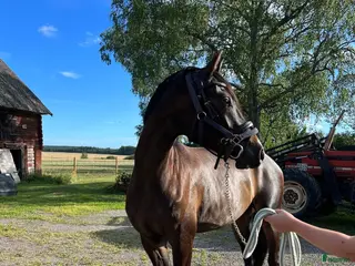 hästar Perfekt juniorhäst - Annons 3