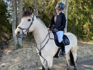 hästar Rutinerad snygg maxad D-ponny som är med på allt - Annons 10