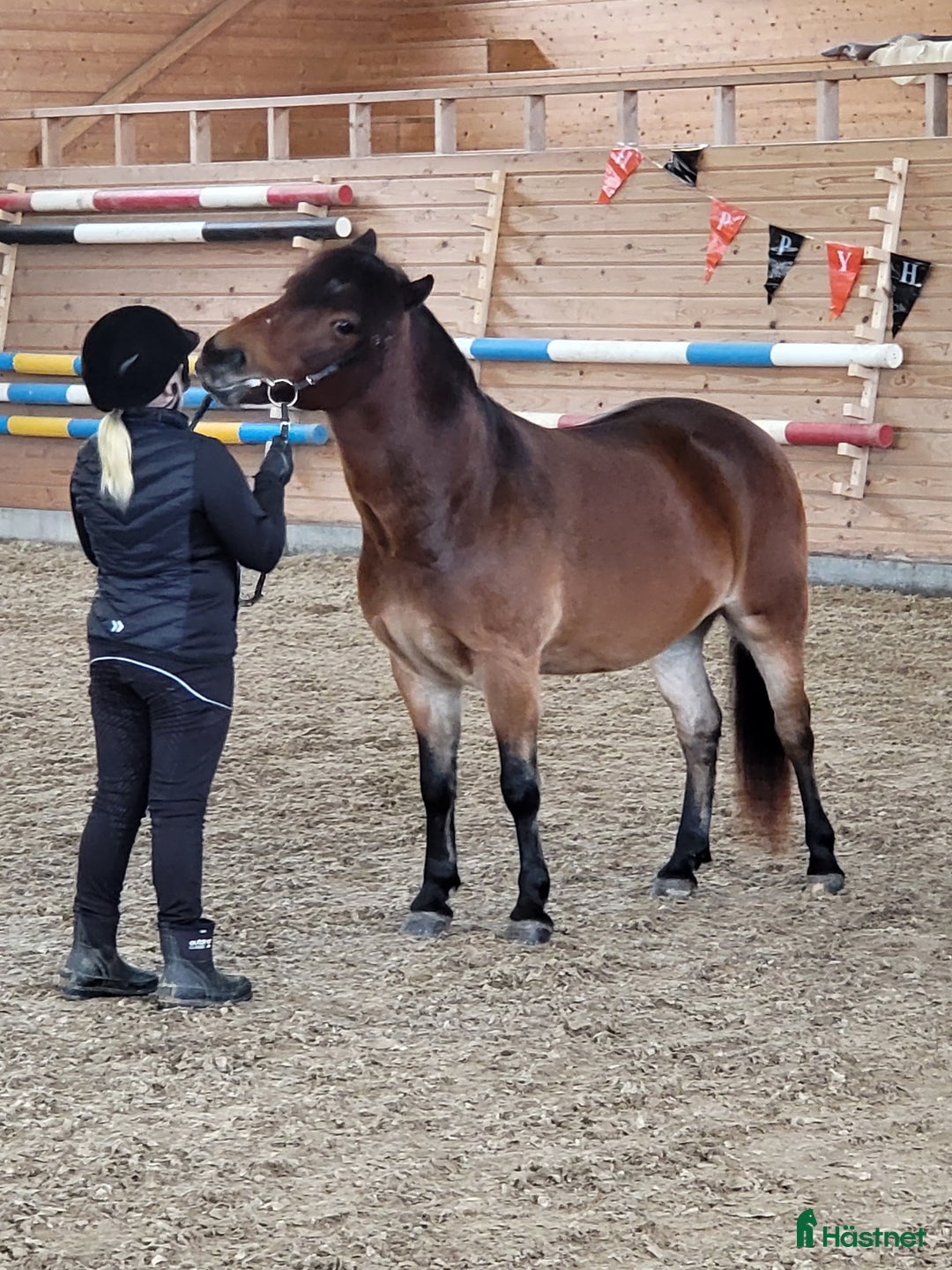 Allround hästar till salu: En bästa kompis till salu i Ljusterö - Bild 4