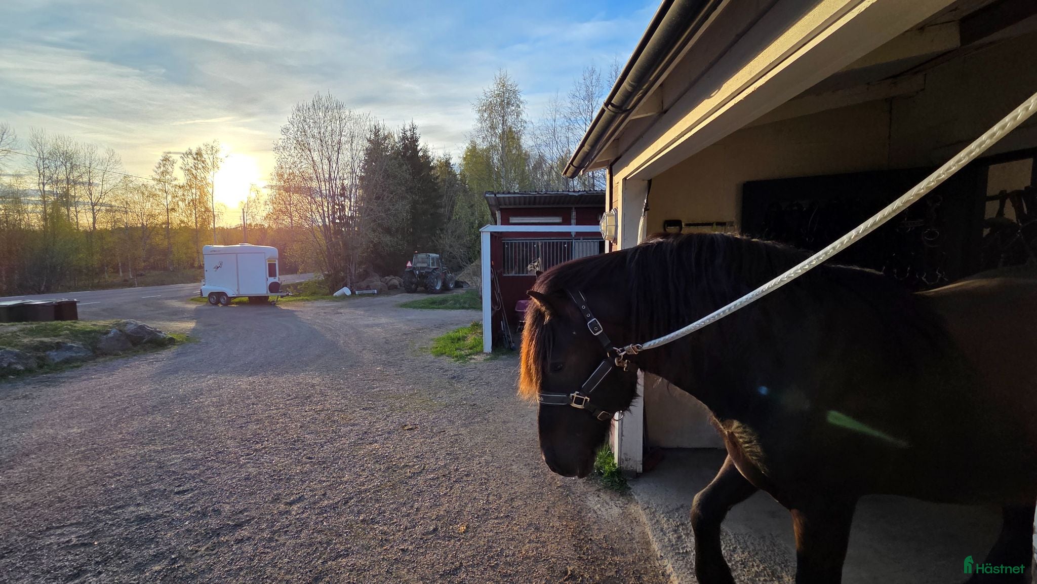  hästar Trygg allroundhäst med fantastiskt temperament  - Annons 1