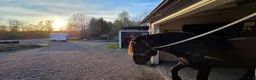 Allround hästar till salu: Trygg allroundhäst med fantastiskt temperament  - Annons 1