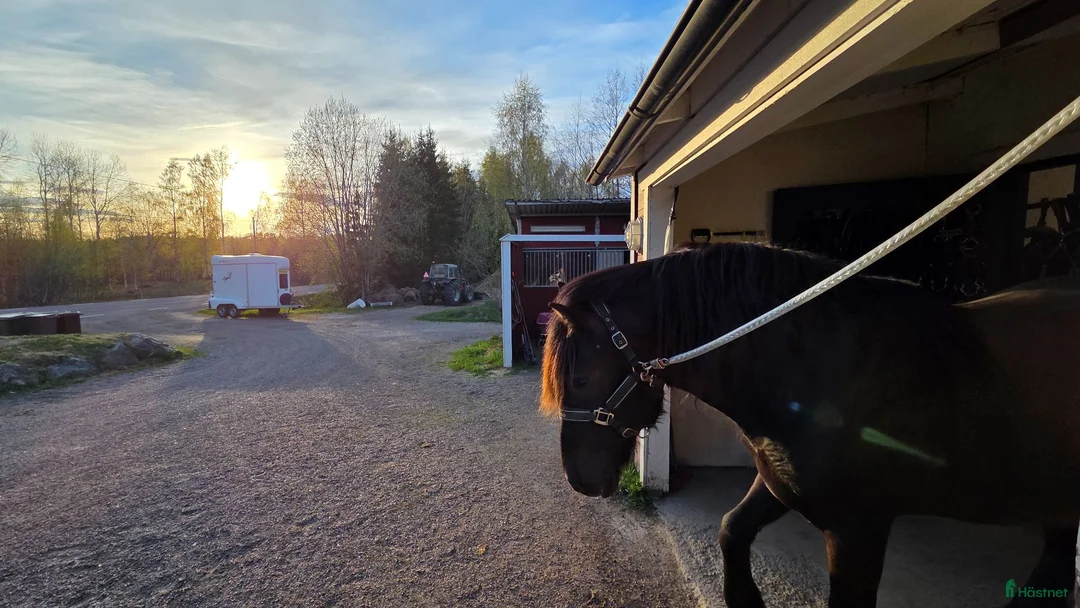 Allround hästar till salu: Trygg allroundhäst med fantastiskt temperament  - Annons 1