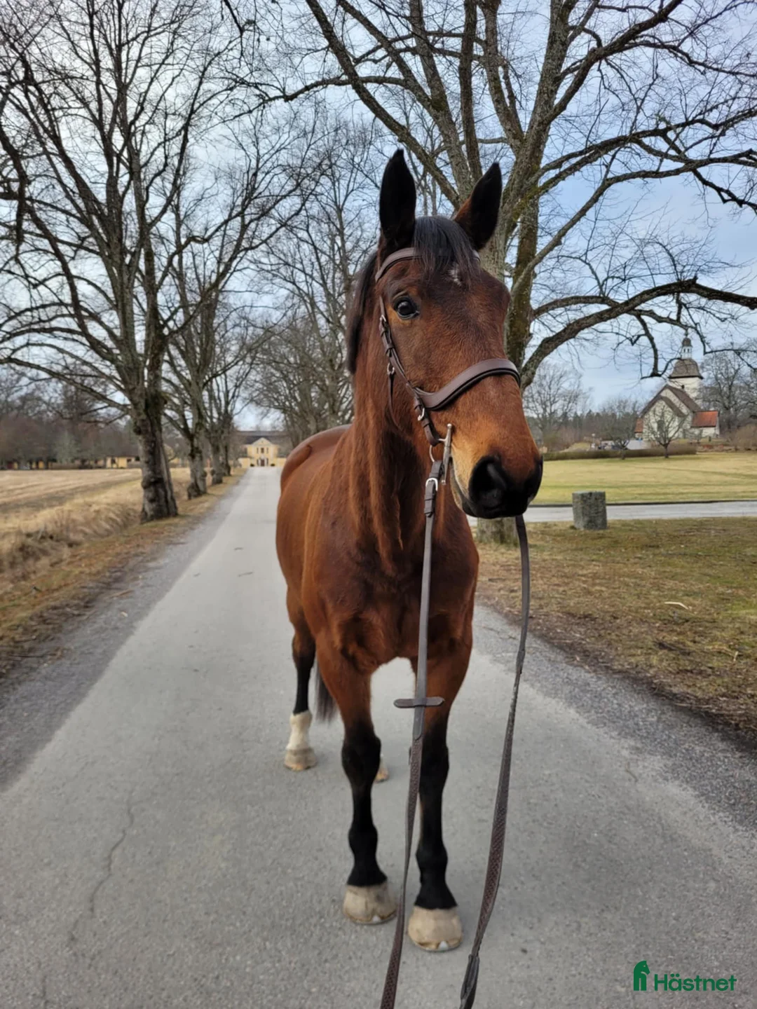 Allround hästar till salu: Kille med hjärta av guld  - Annons 3