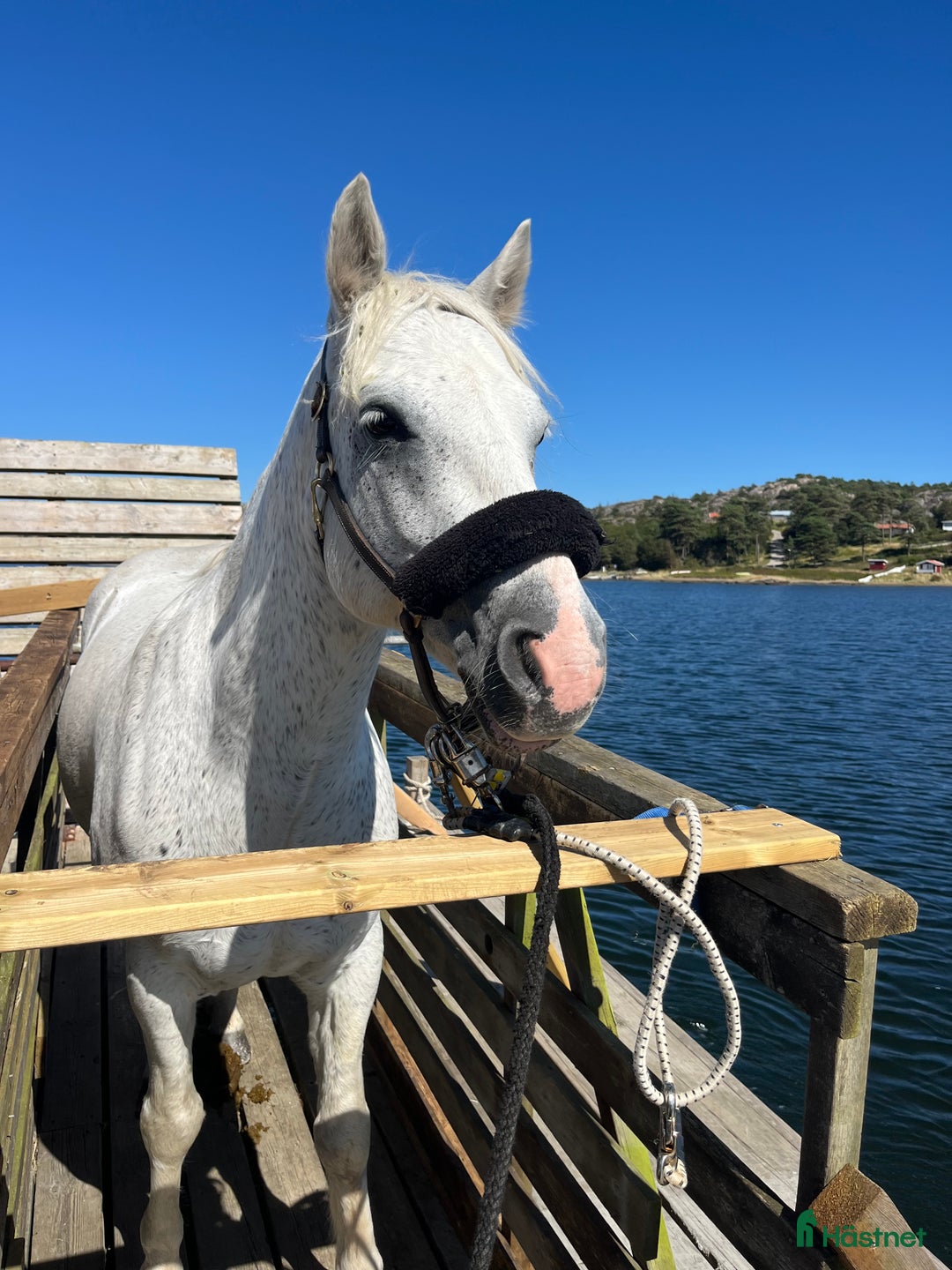 Allround hästar till salu: Härlig allroundponny  i Solna - Annons 1