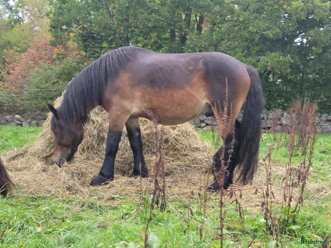 Allround hästar till salu: Mycket hanterad nordsvensk valack  i Torsås - Annons 1