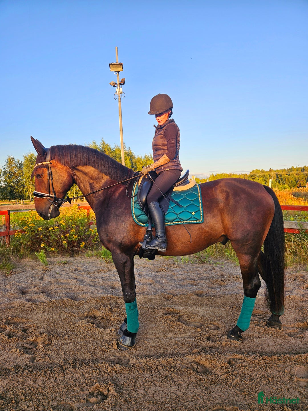  medryttarhäst sökes: Envis 5årig dressyrvalack m potential  i Grödinge - Annons 4