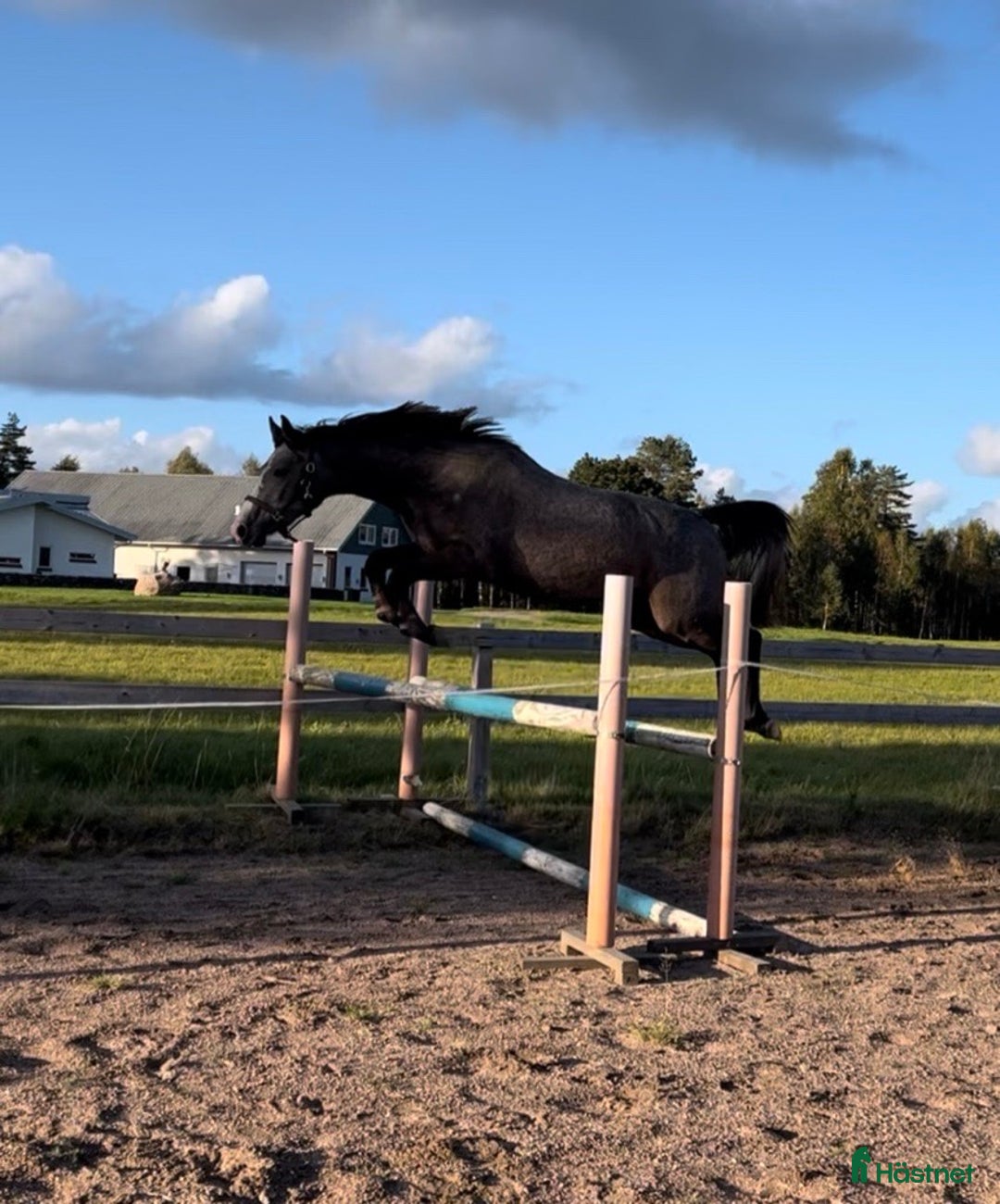 Allround hästar till salu: Vacker 2,5 -åring! Mr. Vain-Camaro M i Hyltebruk - Annons 3