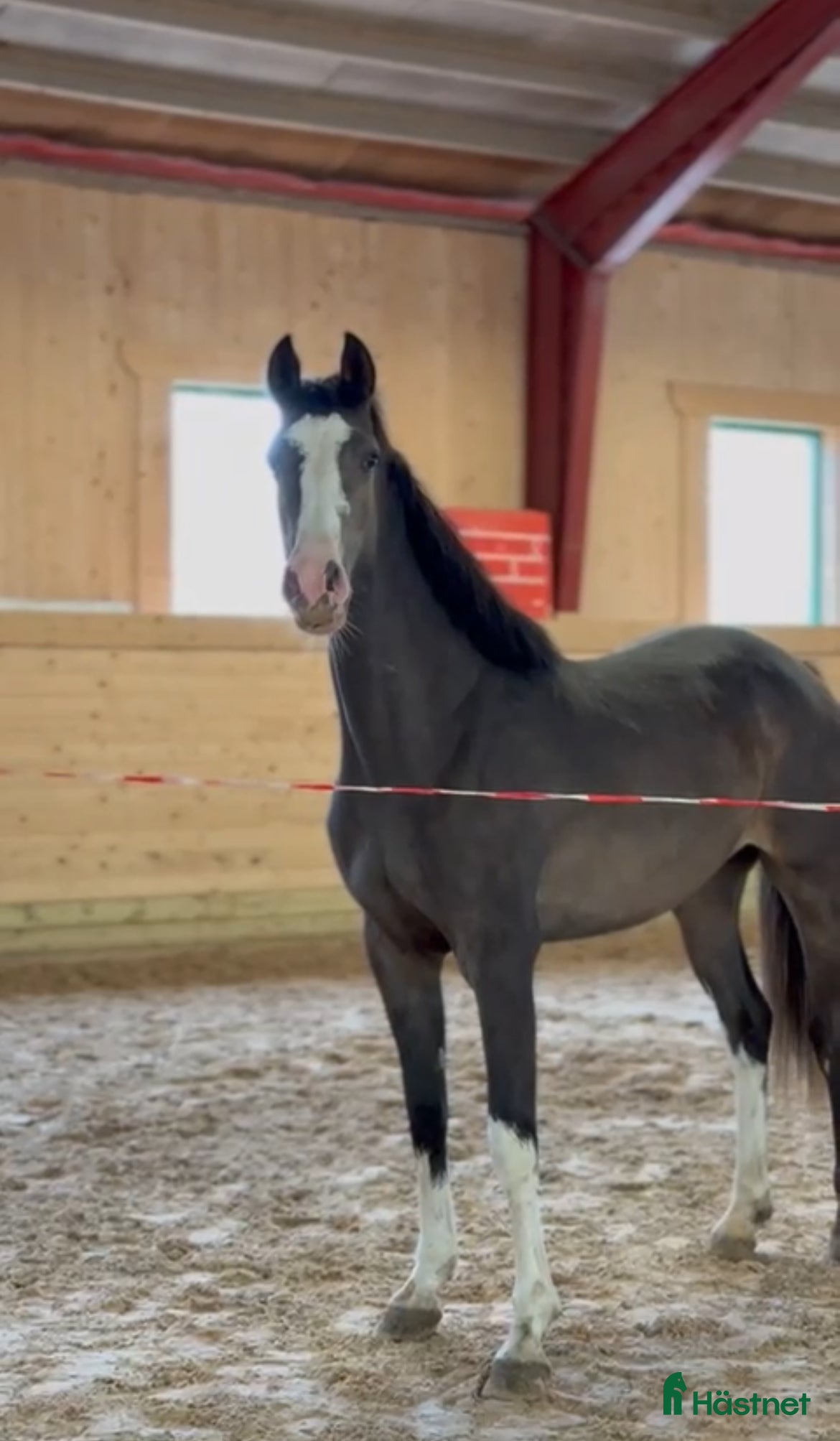  hästar Vackert atletiskt sto 🎁priset gäller innan jul  i Tystberga - Annons 3