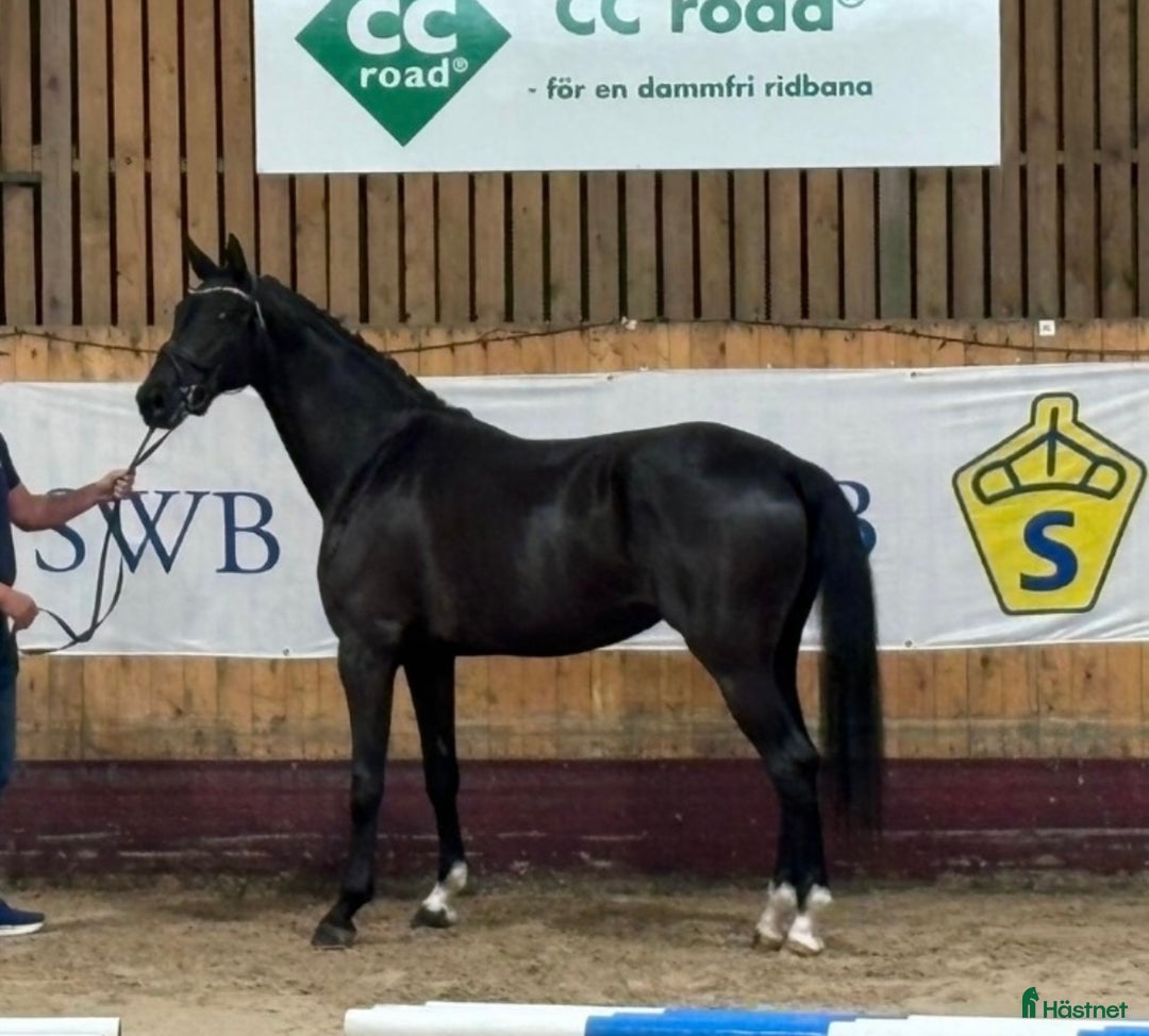 Dressyr hästar till salu: Vackert sto med gångarter ut över de vanliga i Helsingborg - Annons 1