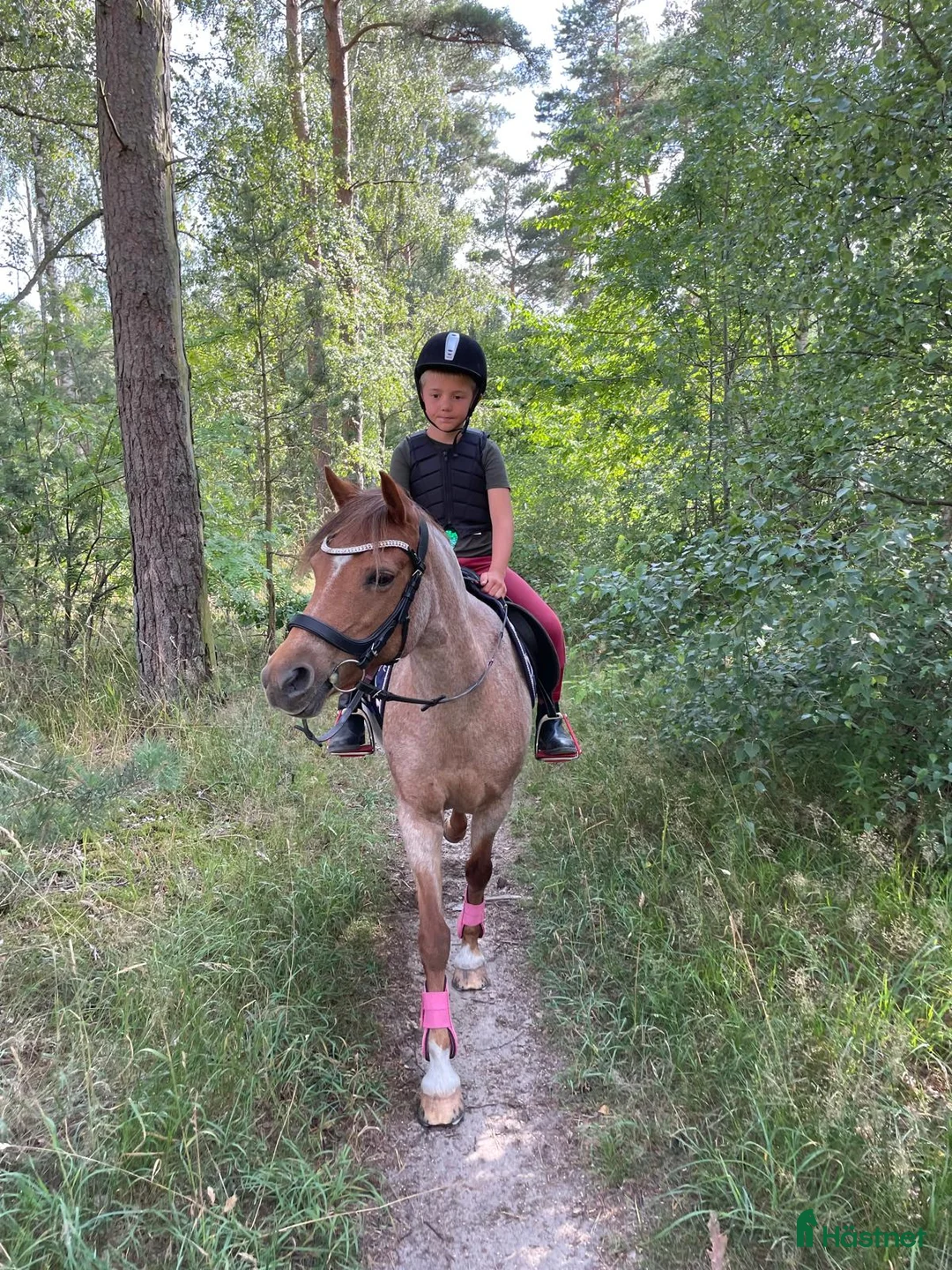 Dressyr hästar till salu: Världens bästa barnponny/förstaponny - Annons 3