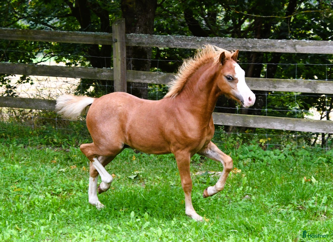 Allround hästar till salu: Ett föl som fångar blicken direkt.  i Nyköping - Annons 11
