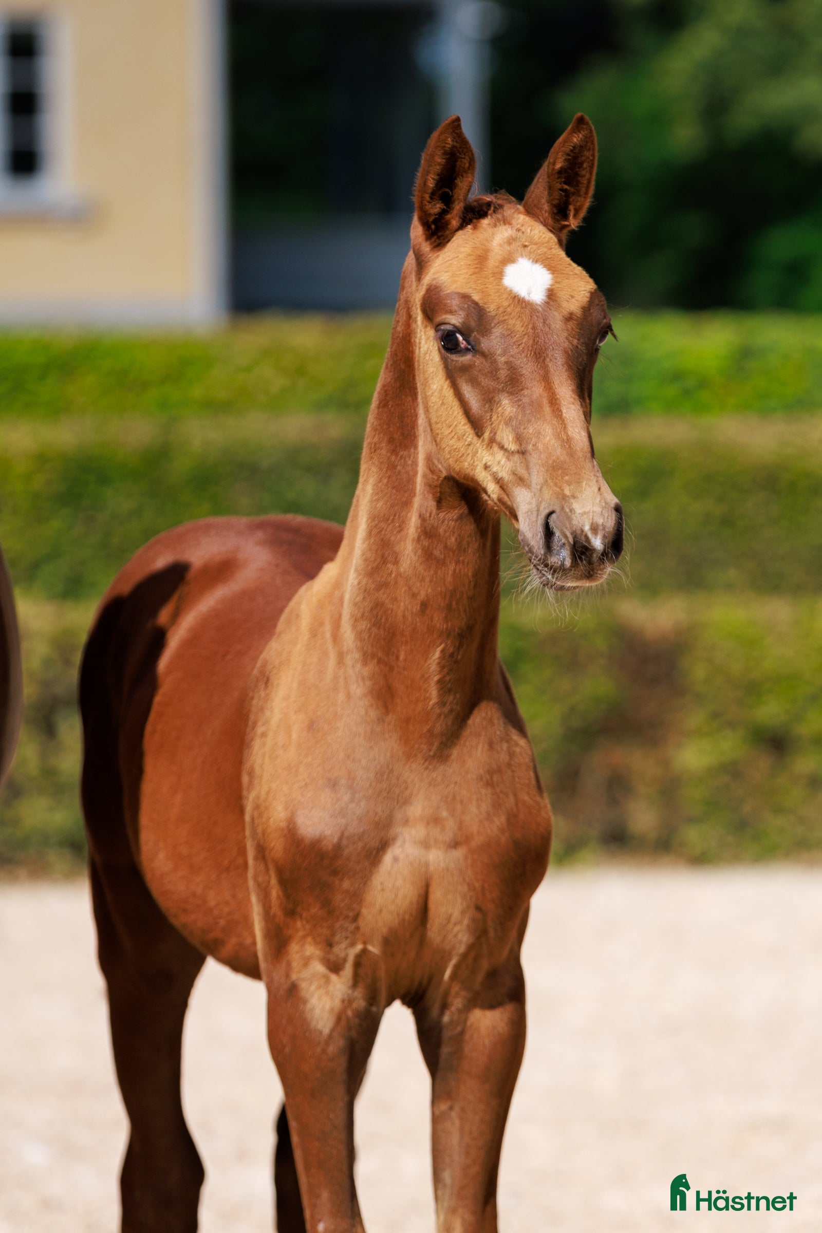  hästar Hingstföl e:Chac Boy Monte Bellini-Quidam d Revel  - Annons 6