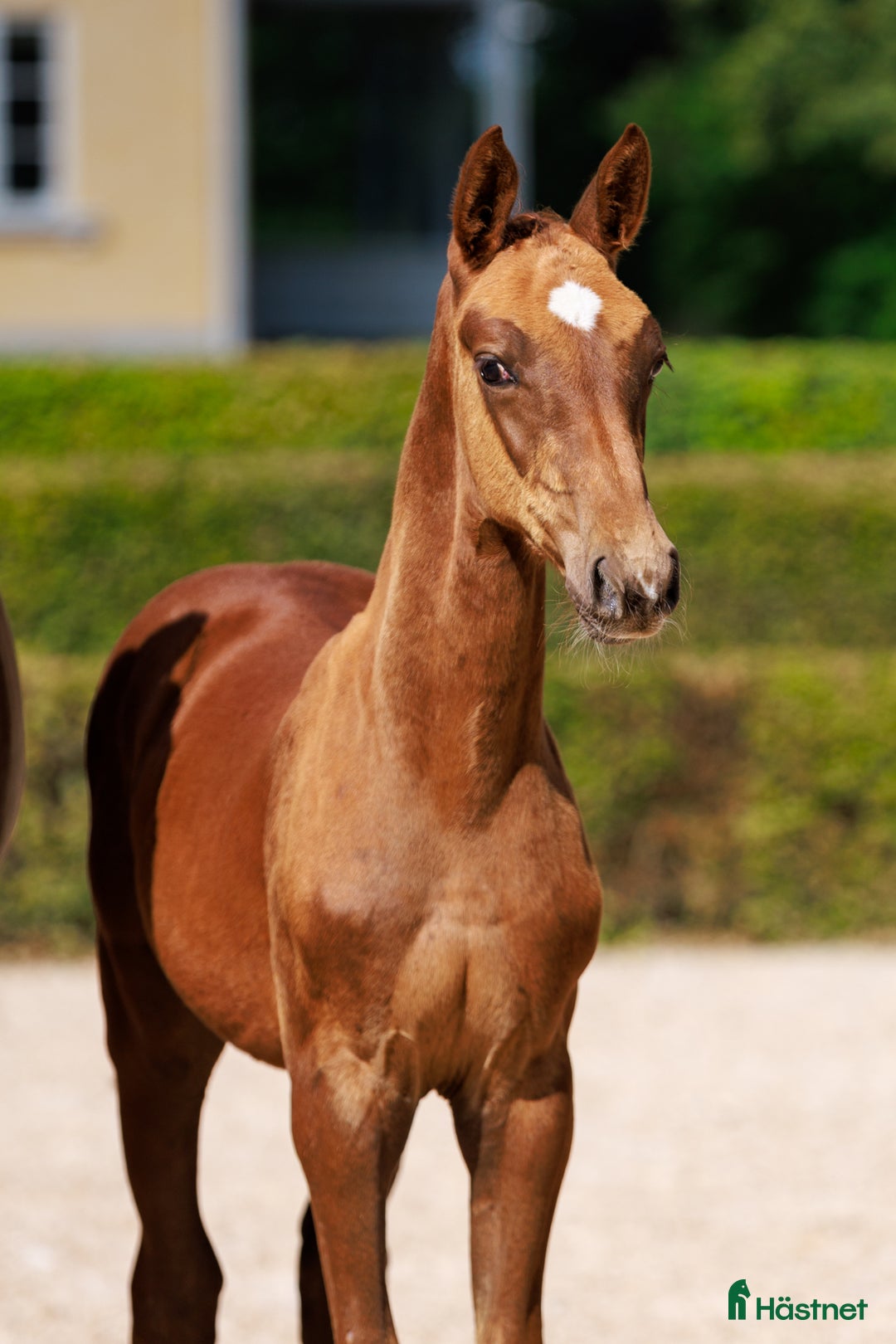 Hoppning hästar till salu: Hingstföl e:Chac Boy Monte Bellini-Quidam d Revel  i Borrby - Annons 1