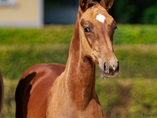 Hoppning hästar till salu: Hingstföl e:Chac Boy Monte Bellini-Quidam d Revel i Borrby - Annons 3