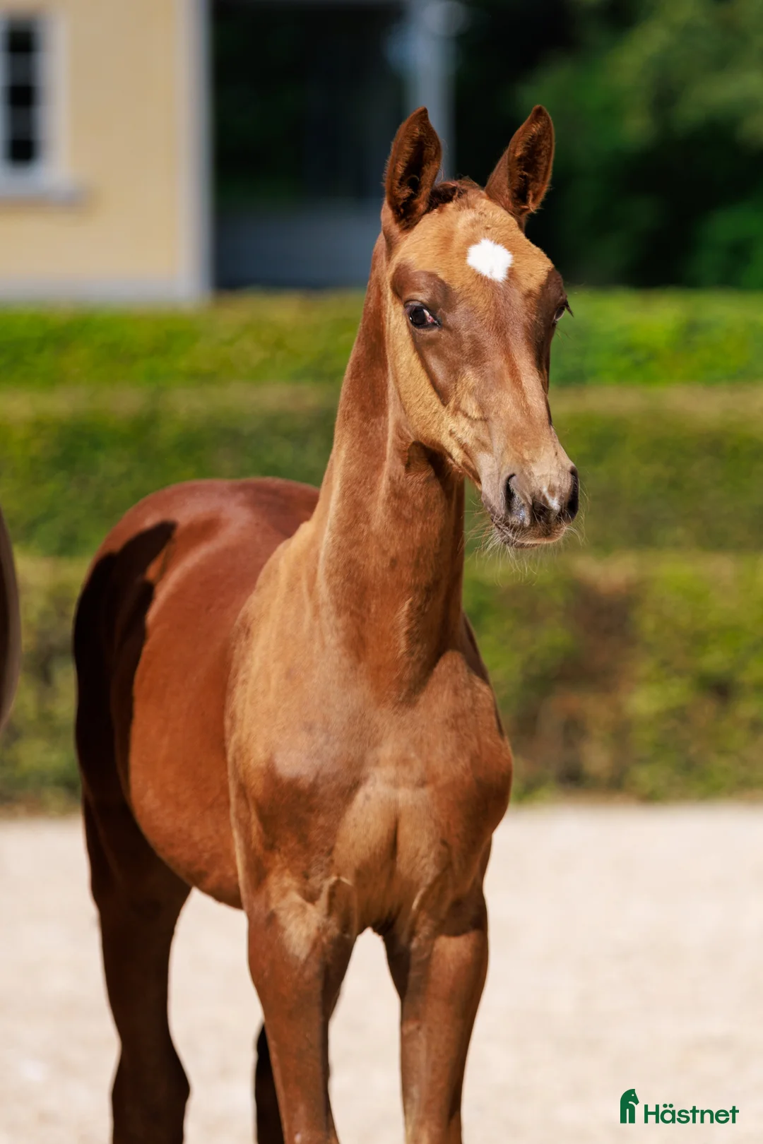 Hoppning hästar till salu: Hingstföl e:Chac Boy Monte Bellini-Quidam d Revel  - Annons 1