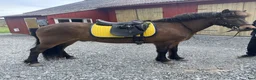 Island hästar till salu: Sällskapshäst alt häst att sätta igång - Annons 2