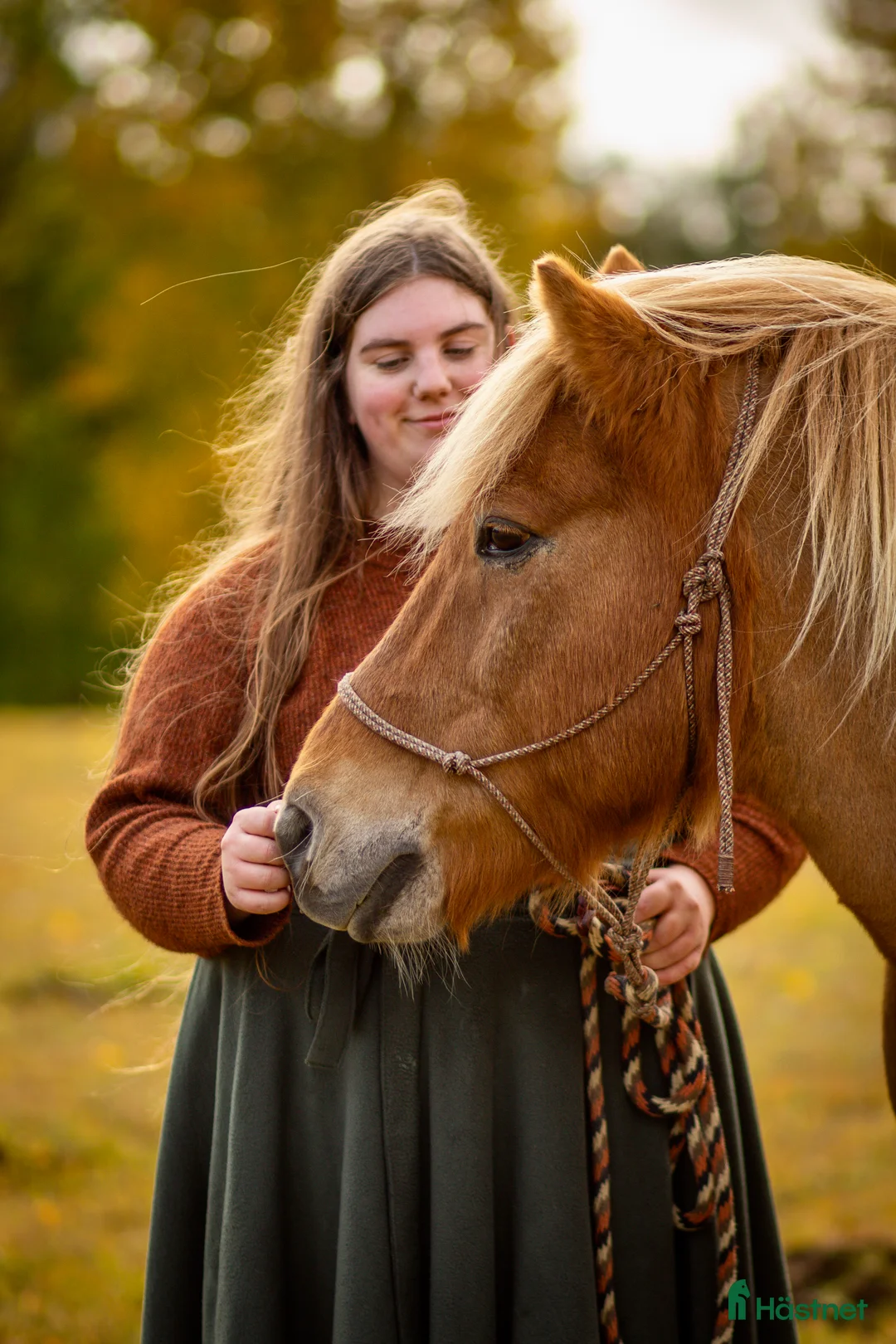 Övrigt hästar sökes: Söker stor islandshäst(ev annan ras)  - Annons 2