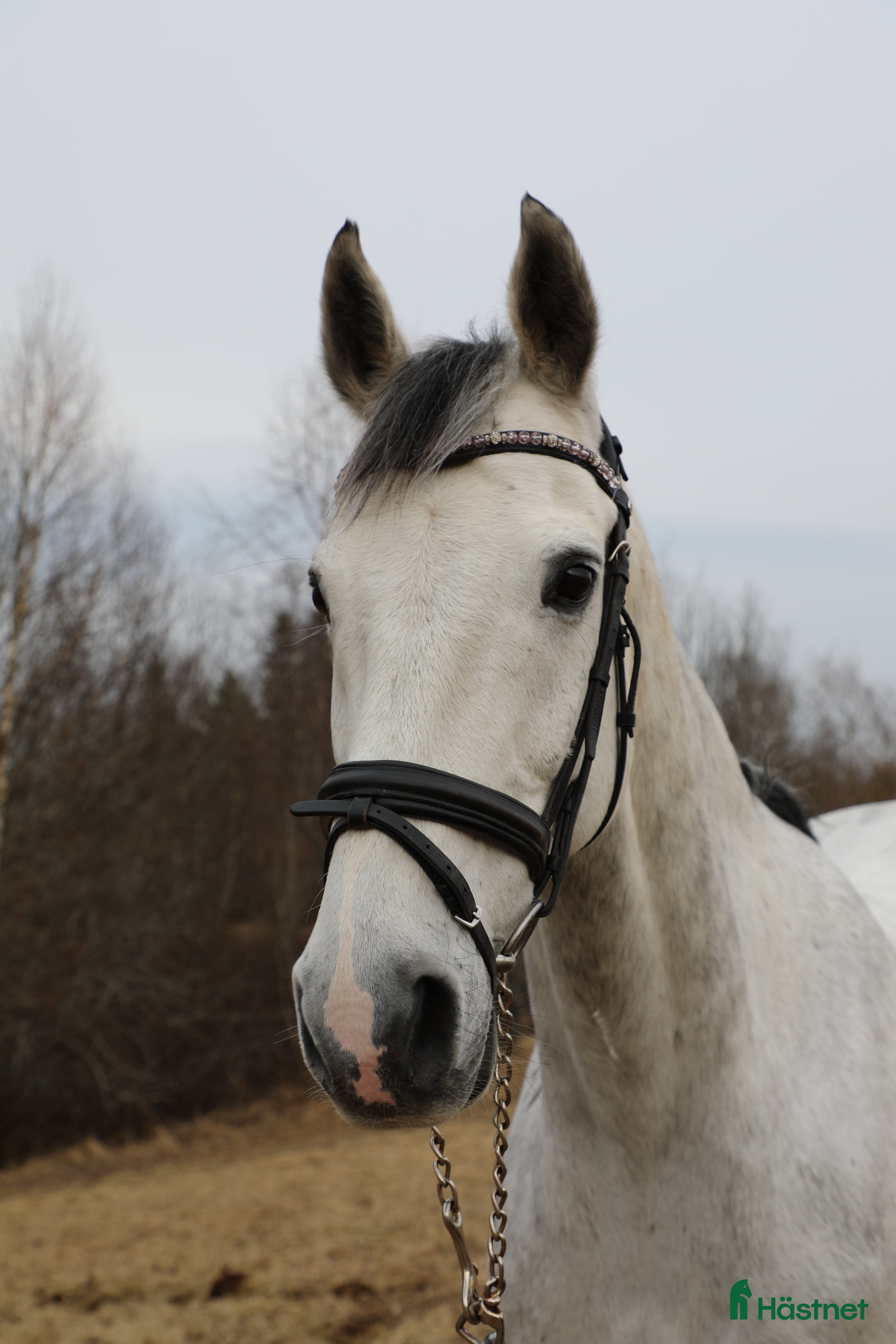 Allround hästar till salu: Bästa vän söker nytt hem 💕 i Malung - Annons 1