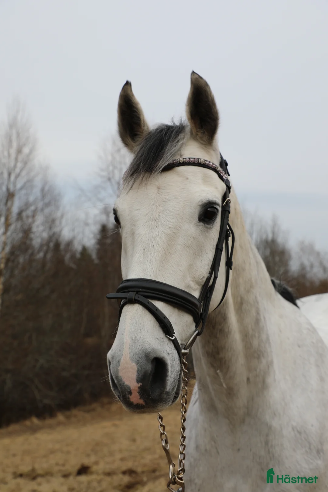 Allround hästar till salu: Bästa vän söker nytt hem 💕 i Malung - Annons 1