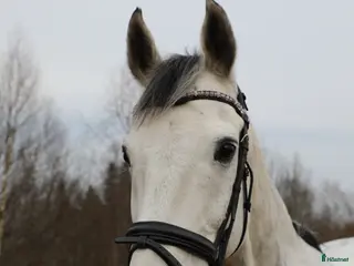 hästar Bästa vän söker nytt hem 💕 i Malung - Annons 2