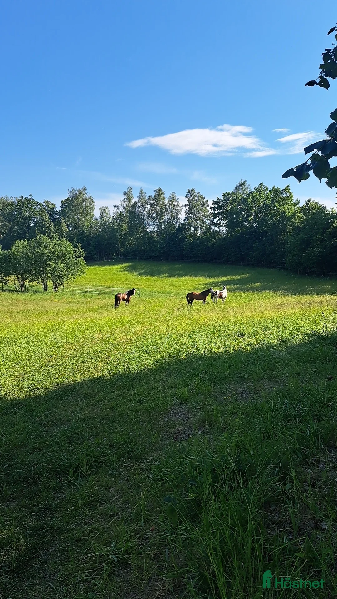  hästservice finnes: Sommarbete  i Kristdala - Annons 6