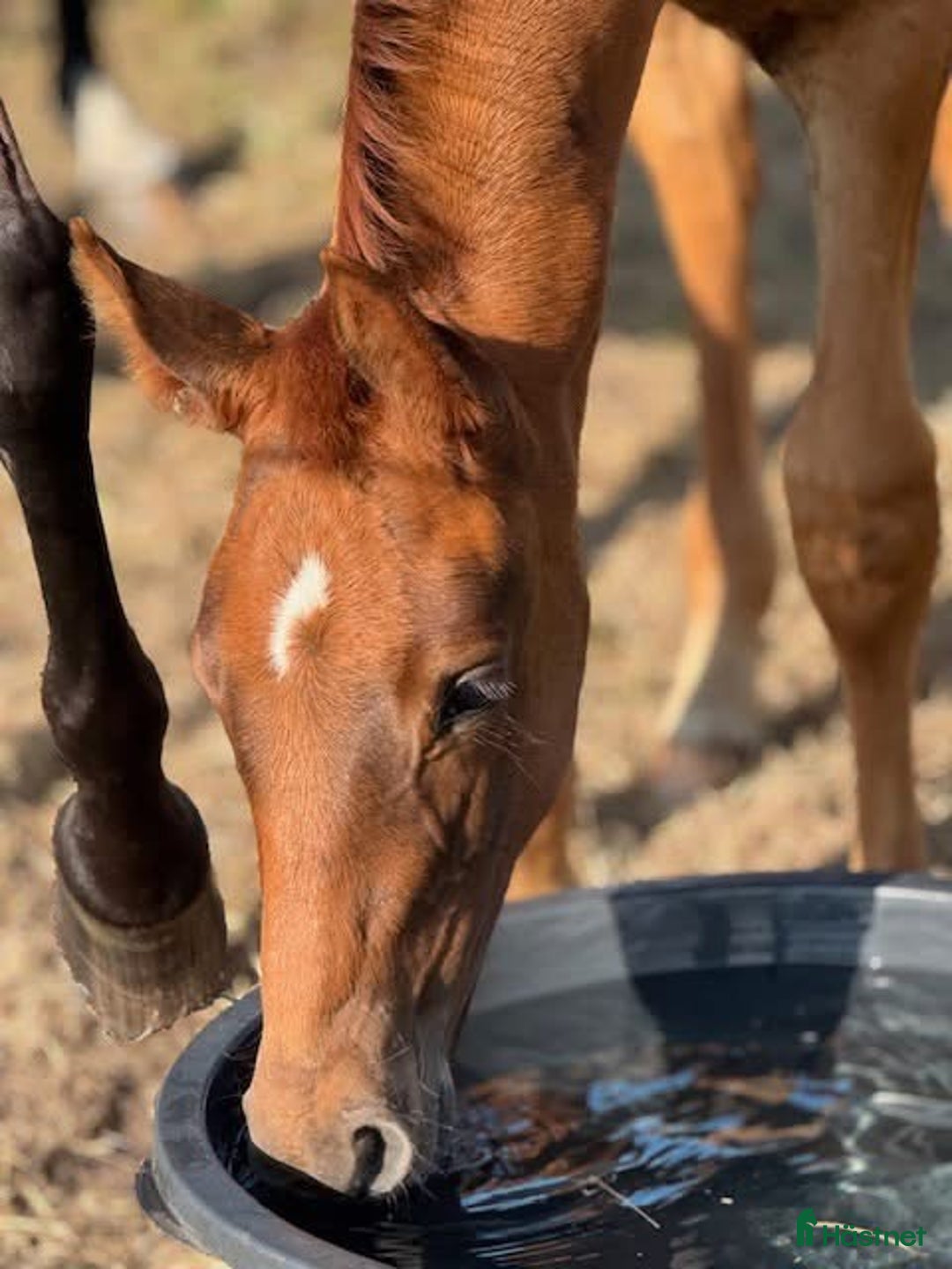 Dressyr hästar till salu: Toppstammat stoföl  - Annons 3
