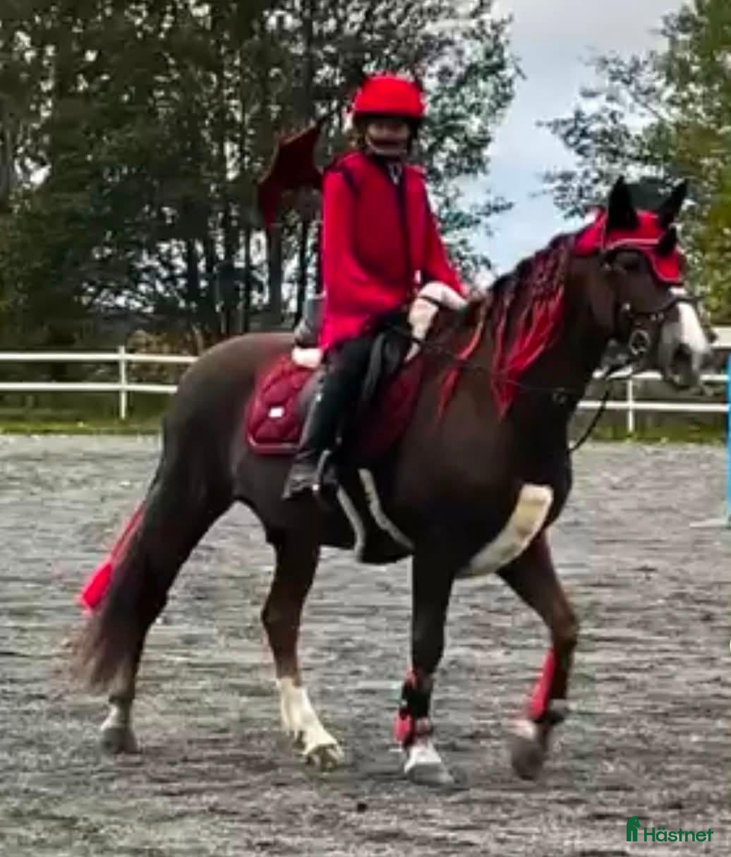  hästar Läromästare Suuupermaxad B ponny - Annons 2