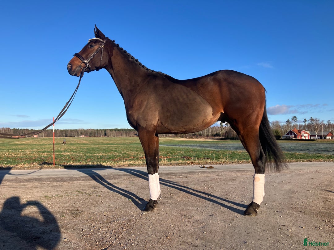 Allround hästar till salu: Värdens snällaste mysigaste häst i Skara - Annons 1