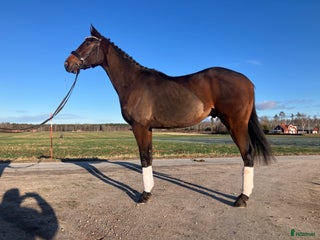 hästar Värdens snällaste mysigaste häst i Skara - Annons 1