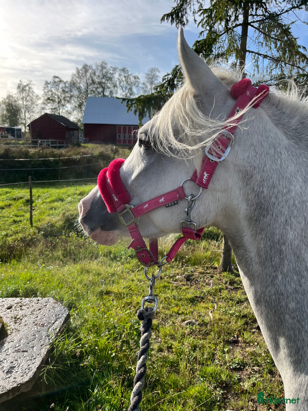 Allround hästar till salu: Vackert Welsh ponnysto  i Lyrestad - Annons 2