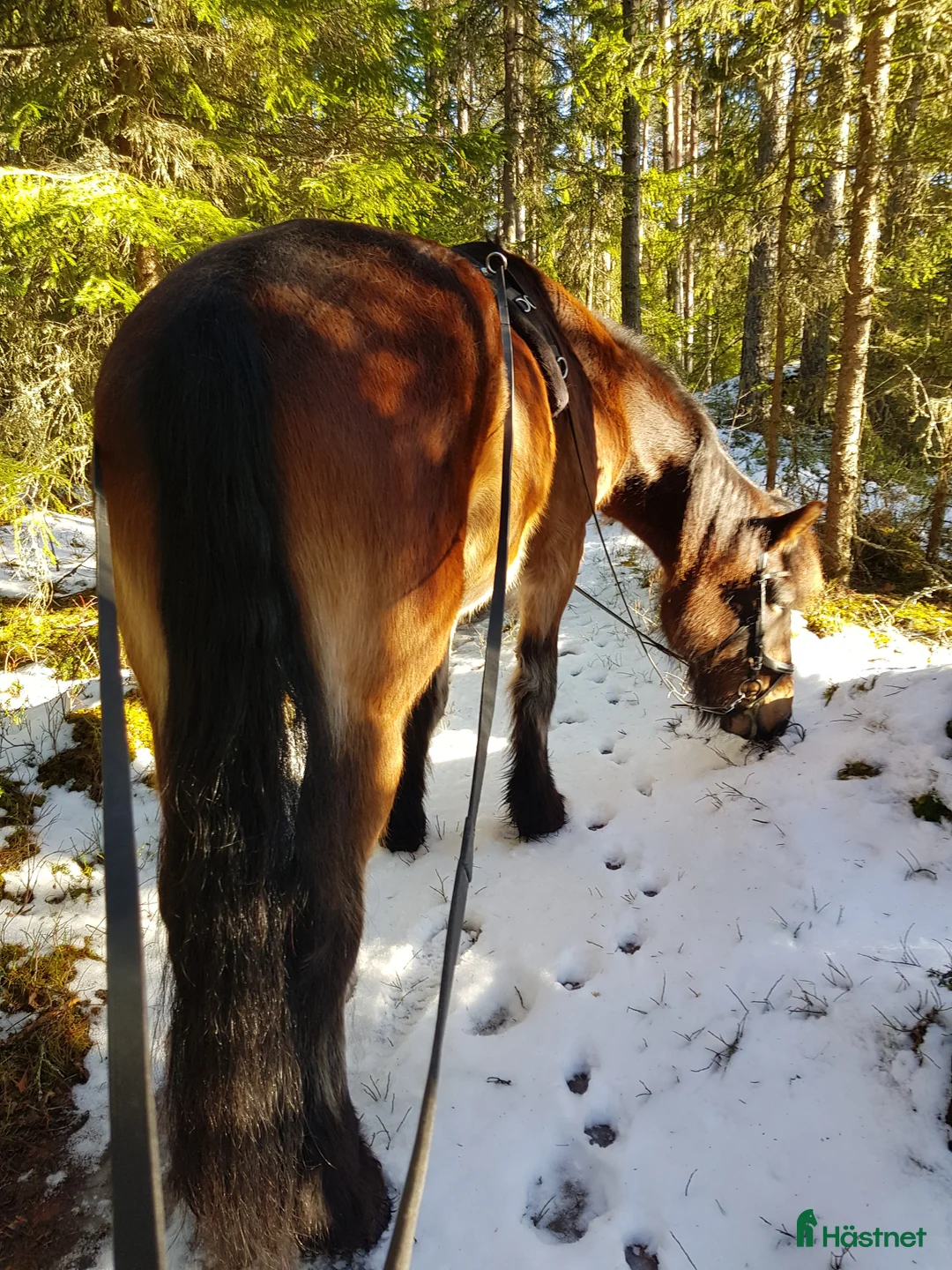 Allround hästar till salu: 12 årig kallblodstravare - Annons 4